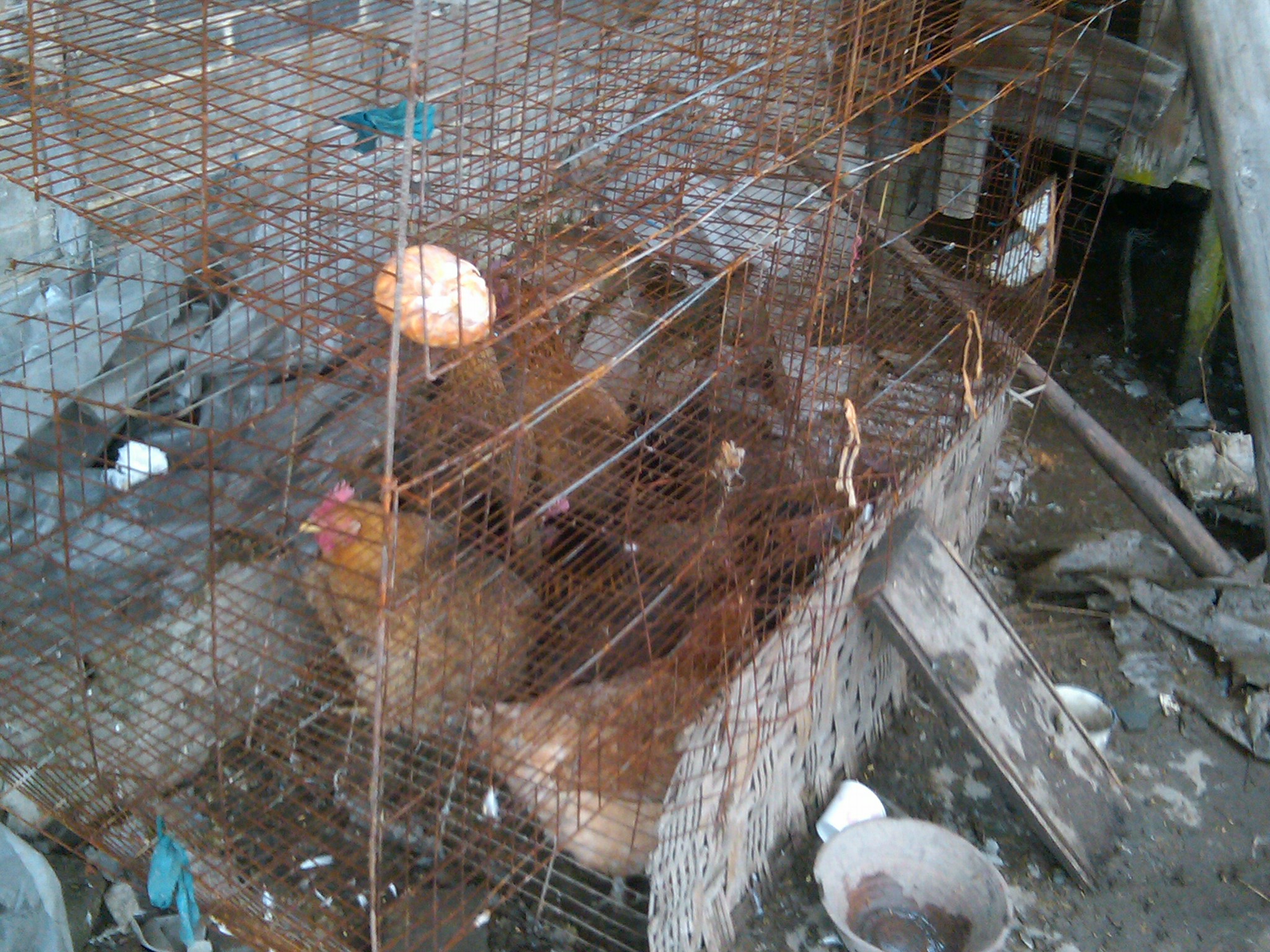 IMG00038-20120104-1218.jpg