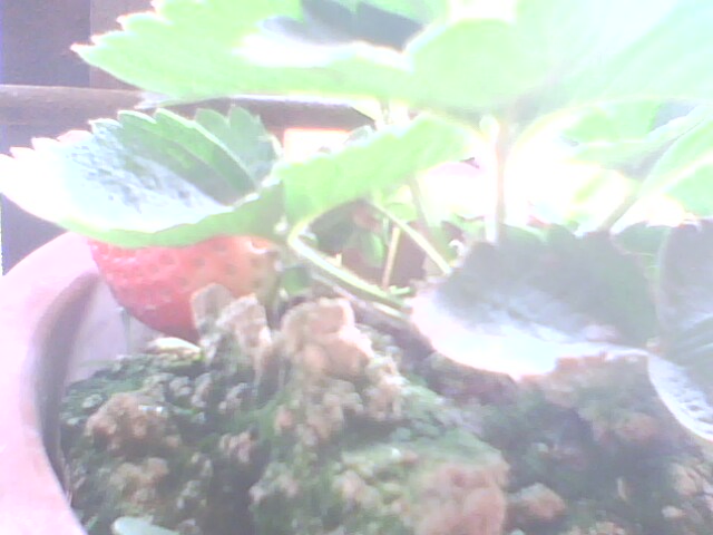 IMG0233A.jpg
