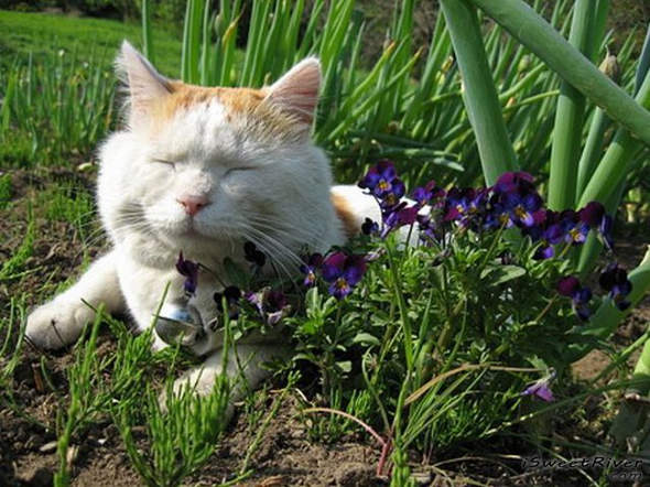 the-laziest-cat-in-the-world-01.jpg