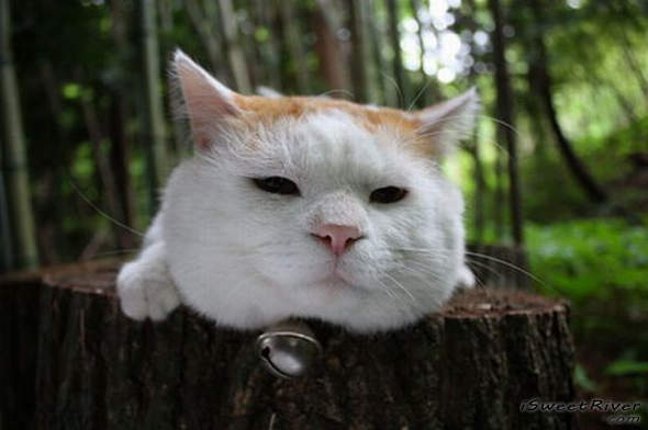 the-laziest-cat-in-the-world-02.jpg