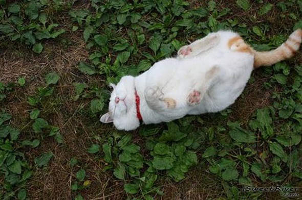 the-laziest-cat-in-the-world-03.jpg