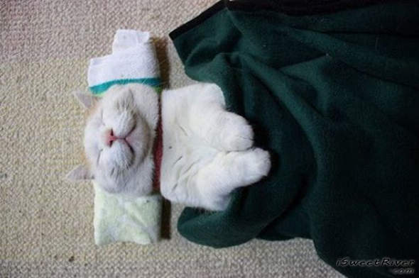 the-laziest-cat-in-the-world-04.jpg