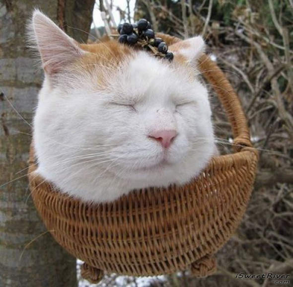 the-laziest-cat-in-the-world-07.jpg