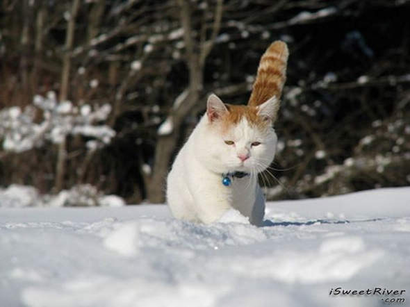 the-laziest-cat-in-the-world-10.jpg