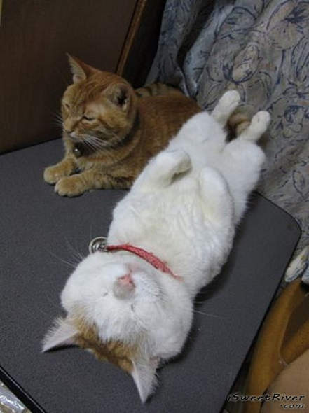 the-laziest-cat-in-the-world-12.jpg