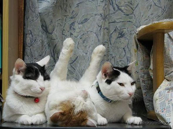 the-laziest-cat-in-the-world-13.jpg