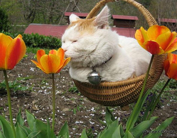 the-laziest-cat-in-the-world-17.jpg