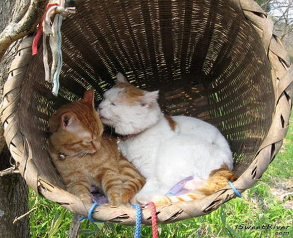 the-laziest-cat-in-the-world-20.jpg