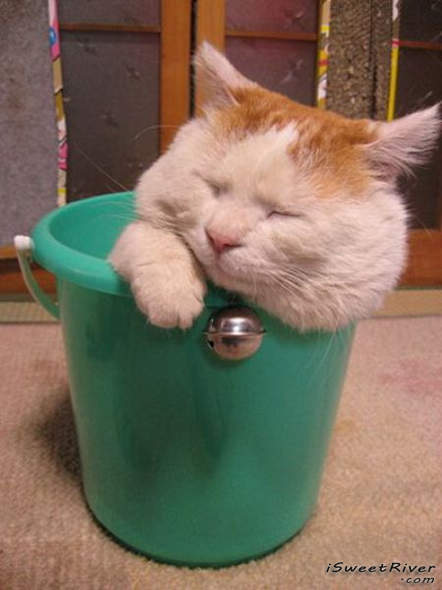 the-laziest-cat-in-the-world-21.jpg