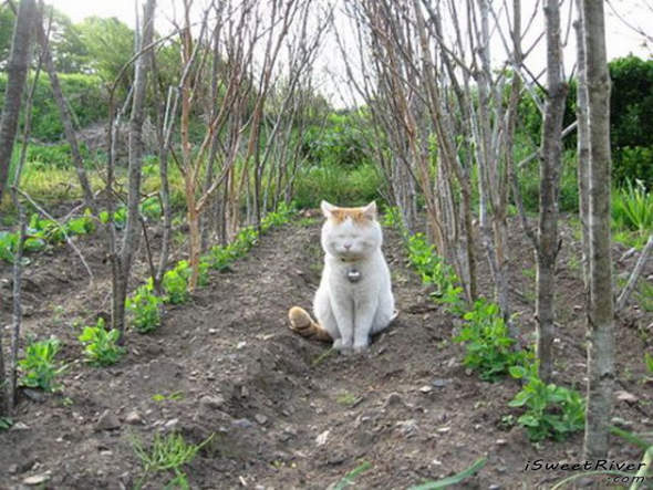 the-laziest-cat-in-the-world-22.jpg