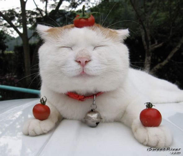 the-laziest-cat-in-the-world-25.jpg