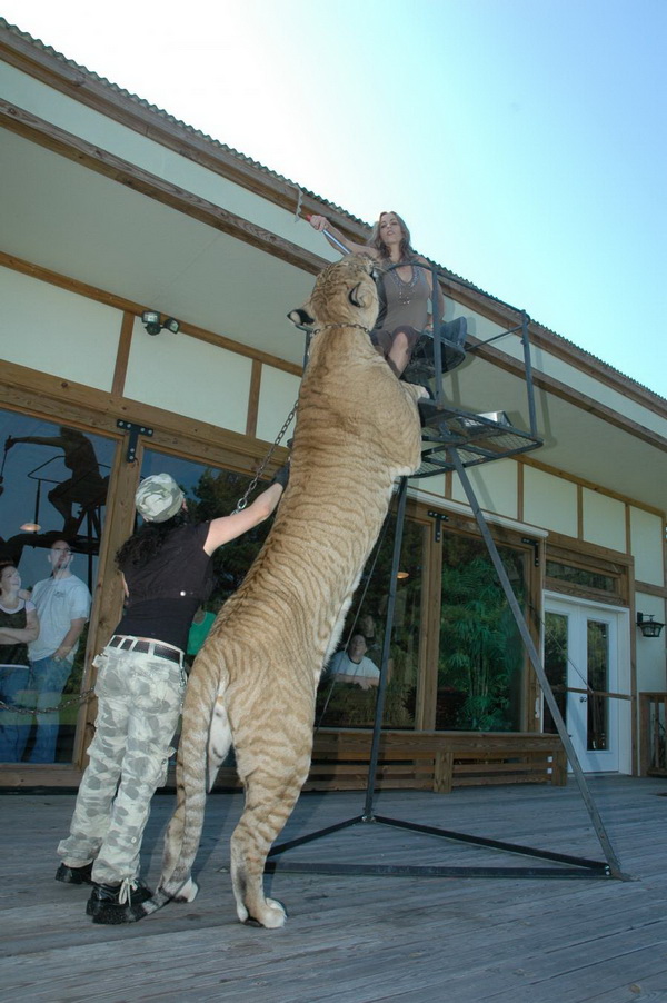 tiger.jpg